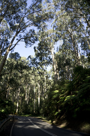 Dandenong Hills