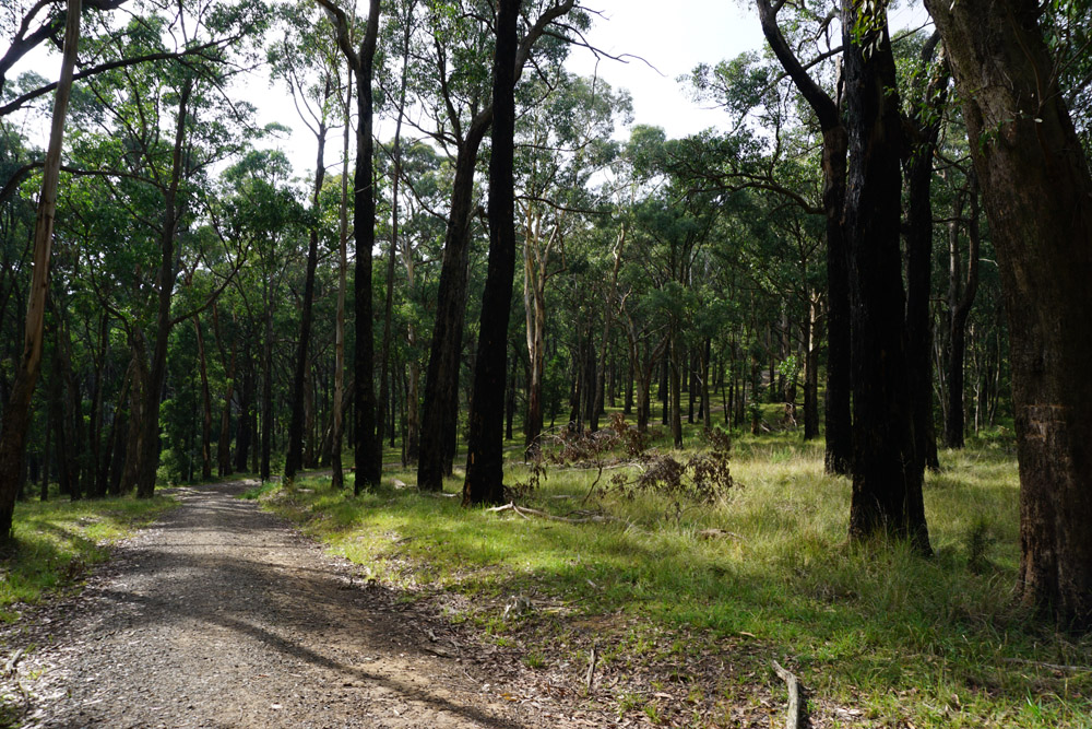 Dandenong Hills trail