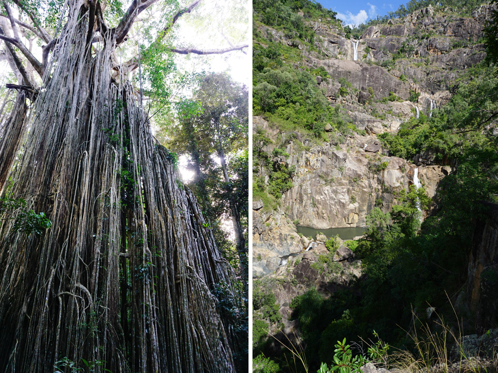 Jourama Falls and Curtian Fig Tree