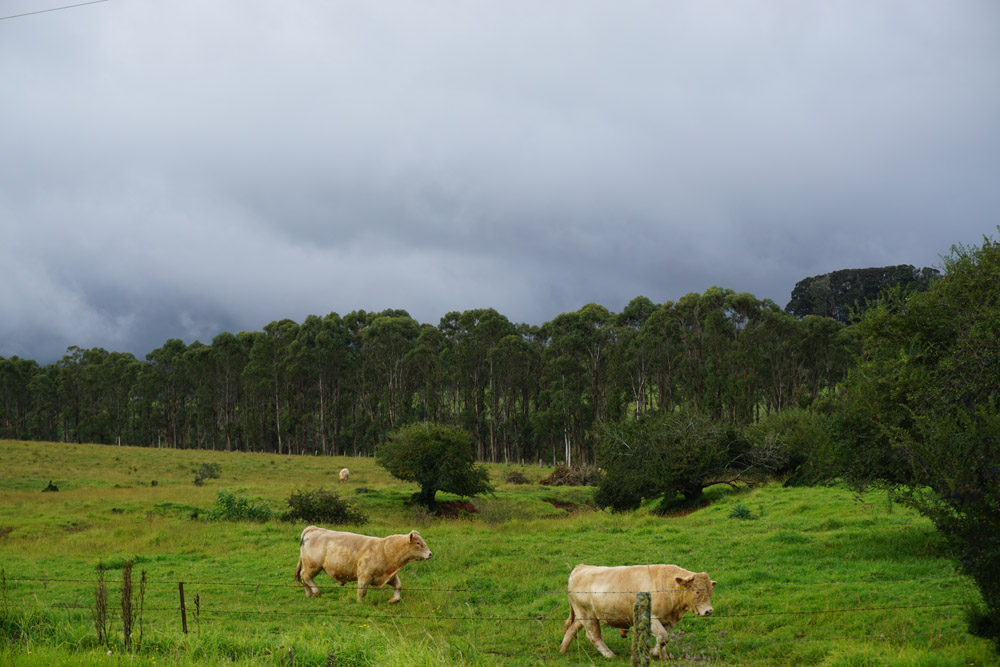 Bellingen cows