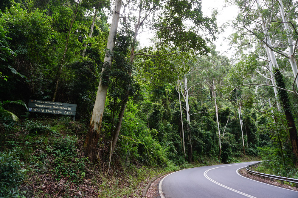 Dorrigo NP