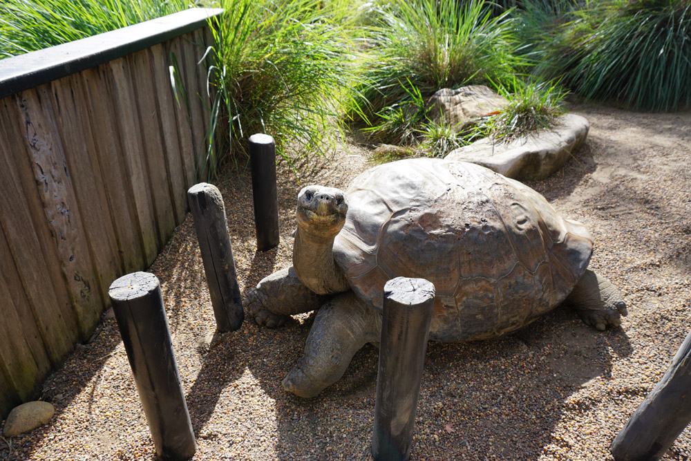 Galapagos turtle