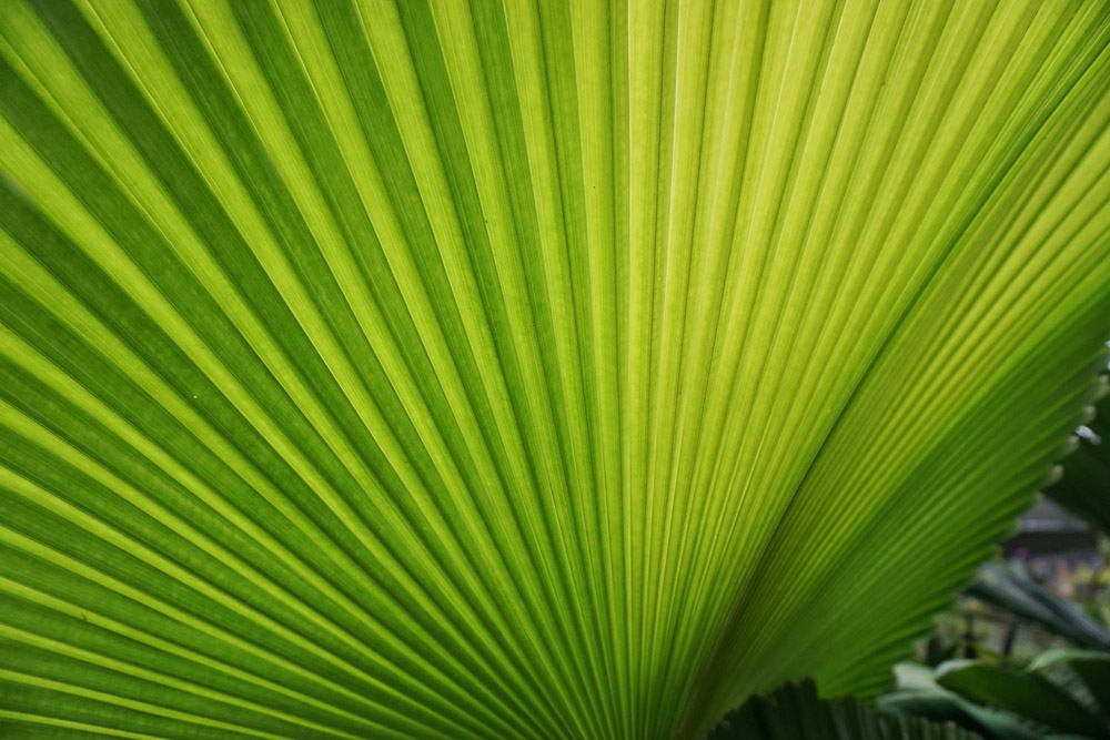 Cairns Botanical Gardens