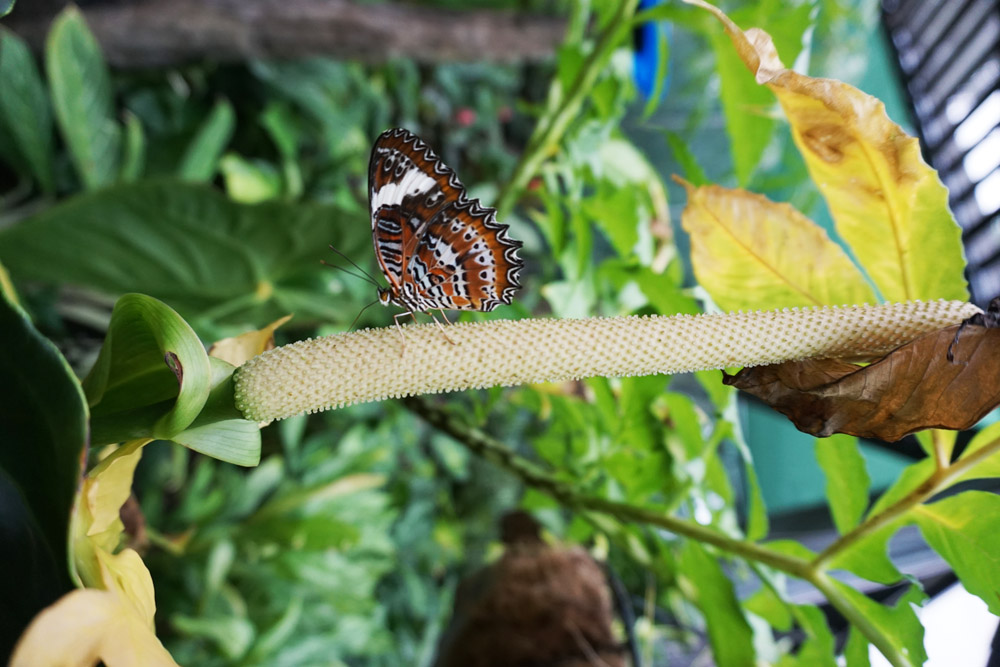 Cairns Botanical Gardens