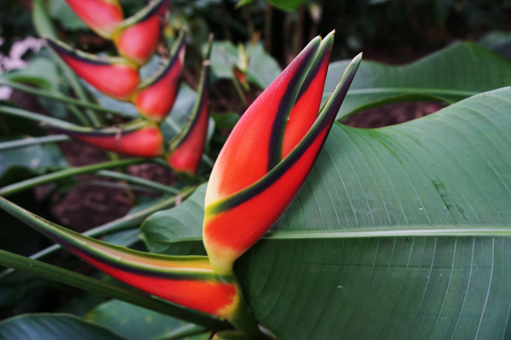 Cairns Botanical Gardens