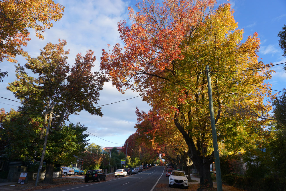 Blue Mountains autumn